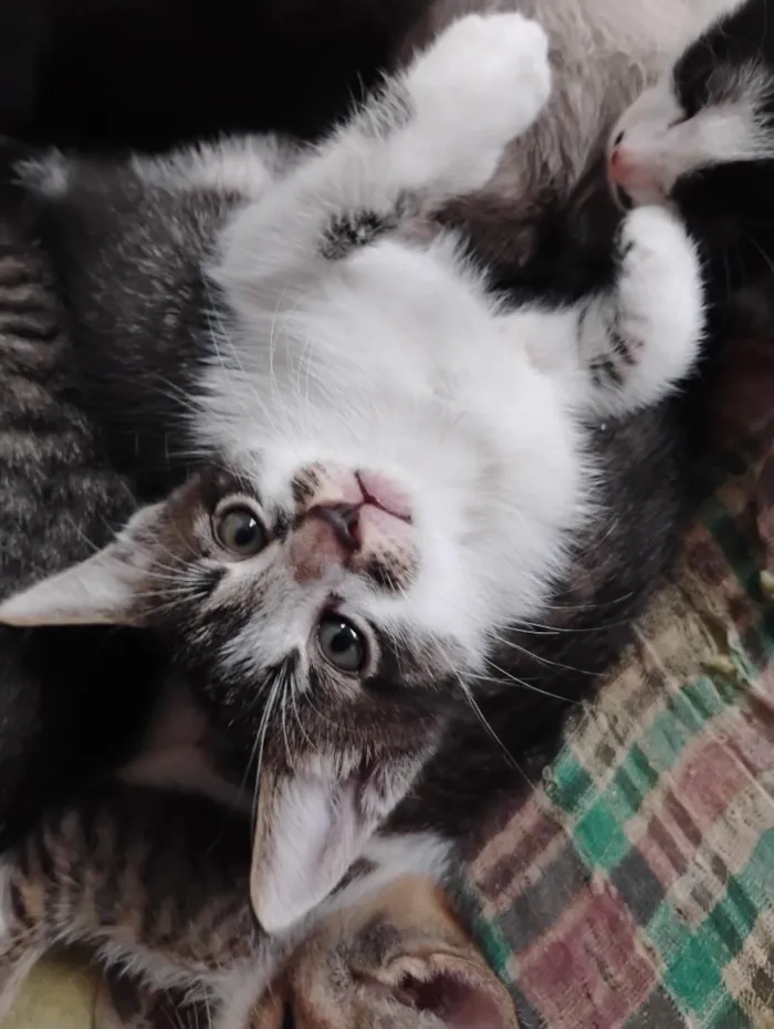 Gato raça SRD-ViraLata idade Abaixo de 2 meses nome Gatinhos