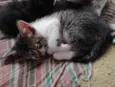 Gatinhos