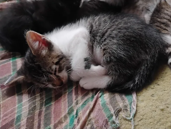 Gato raça SRD-ViraLata idade Abaixo de 2 meses nome Gatinhos