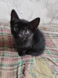 Gatinhos