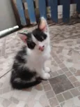 Gatinhos