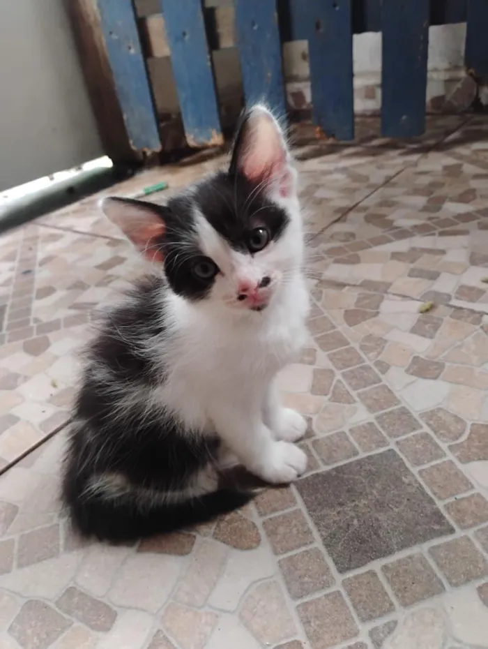 Gato raça SRD-ViraLata idade Abaixo de 2 meses nome Gatinhos