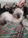 Gatinhos