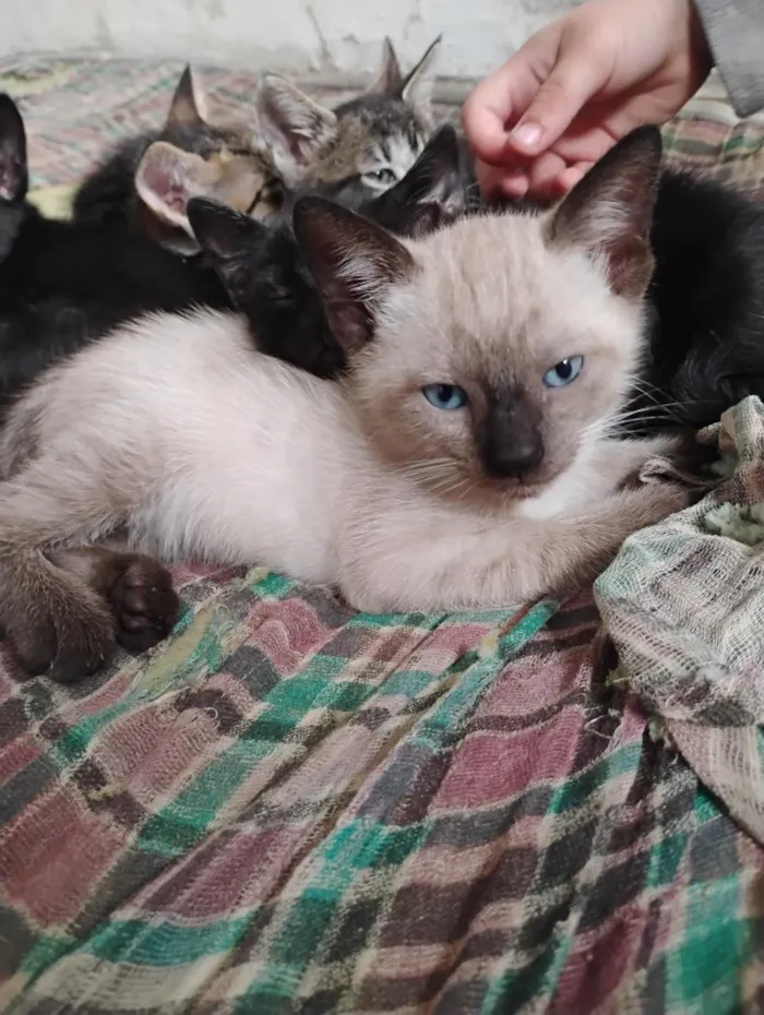 Gato raça SRD-ViraLata idade Abaixo de 2 meses nome Gatinhos