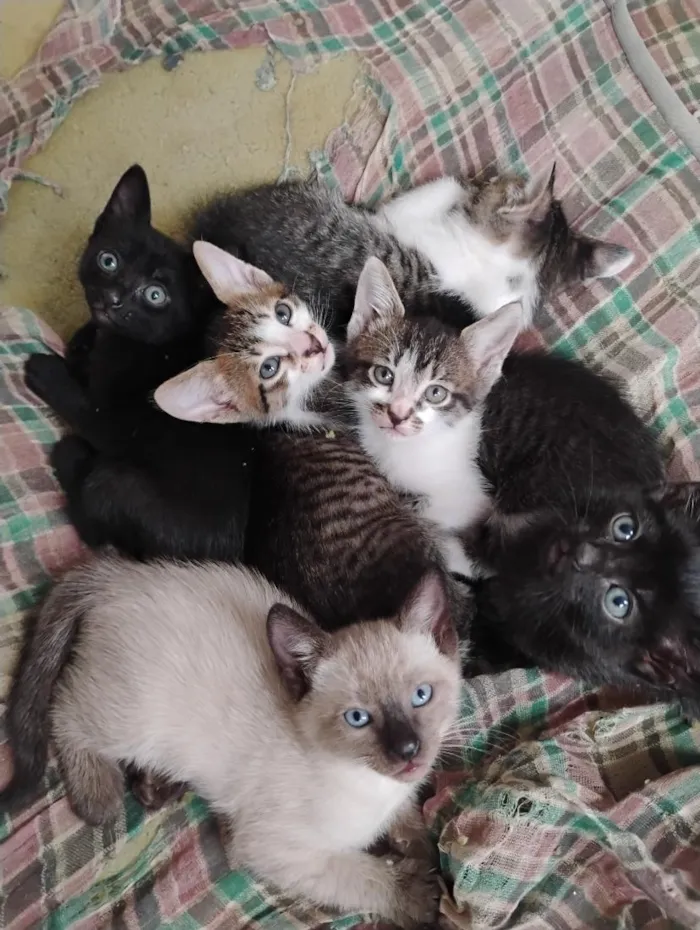 Gato raça SRD-ViraLata idade Abaixo de 2 meses nome Gatinhos