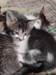 Gatinhos