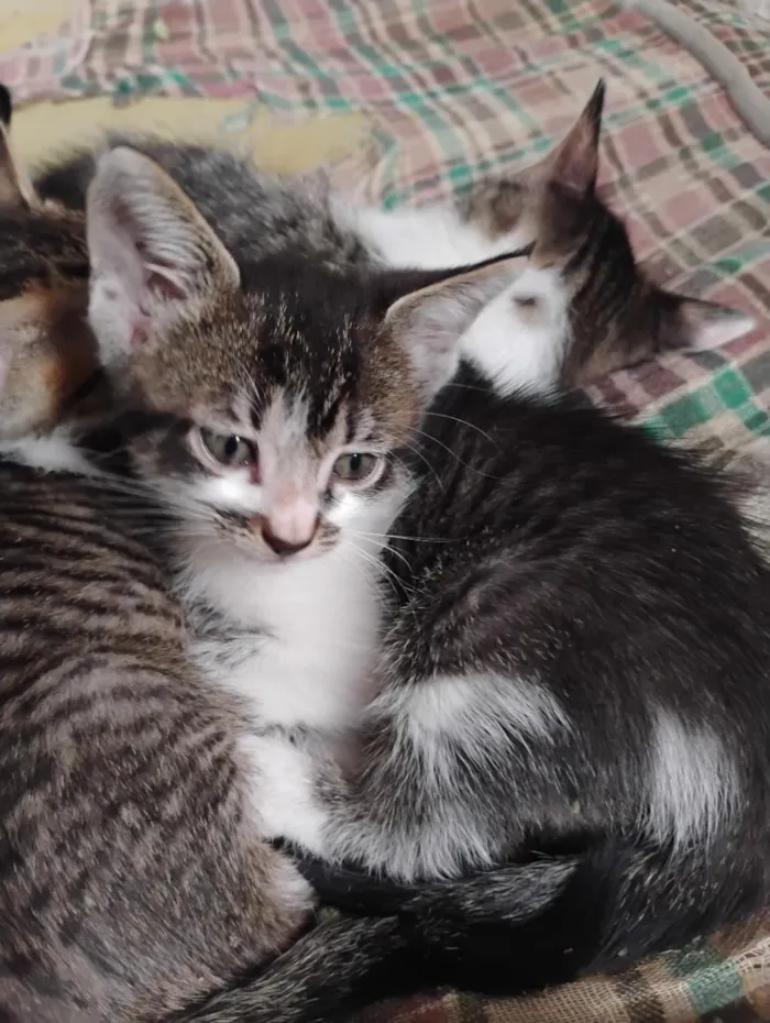 Gato raça SRD-ViraLata idade Abaixo de 2 meses nome Gatinhos