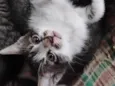 Gatinhos