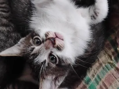 Gato raça SRD-ViraLata idade Abaixo de 2 meses nome Gatinhos