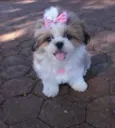 Cintia 