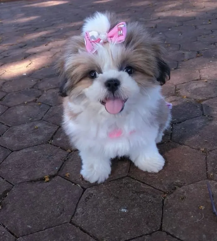 Cachorro raça Shitzu idade 2 a 6 meses nome Cintia 