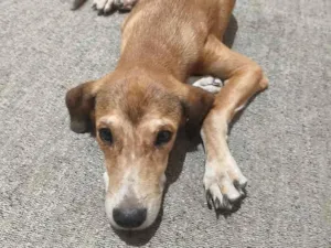 Cachorro raça SRD-ViraLata idade 7 a 11 meses nome Lyon
