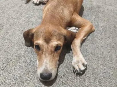 Cachorro raça SRD-ViraLata idade 7 a 11 meses nome Lyon