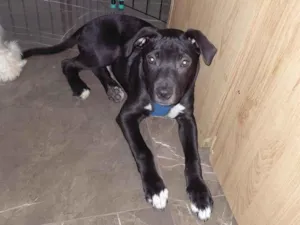 Cachorro raça SRD-ViraLata idade 2 a 6 meses nome Koda
