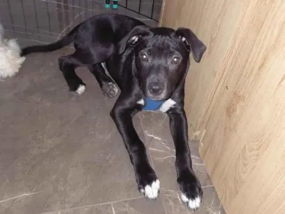 Cachorro raça SRD-ViraLata idade 2 a 6 meses nome Koda