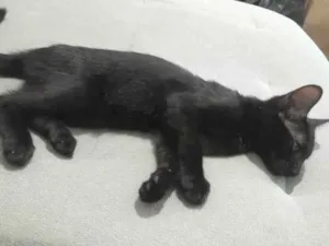 Gato raça SRD-ViraLata idade 2 a 6 meses nome Luna 