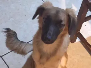 Cachorro raça SRD-ViraLata idade 7 a 11 meses nome Lucky 