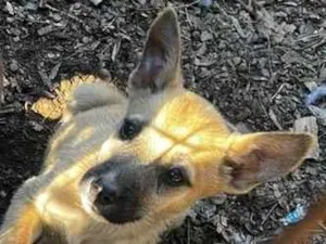 Cachorro raça SRD-ViraLata idade 2 a 6 meses nome Nala 