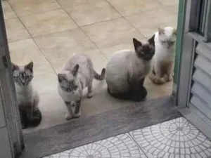 Gato raça SRD-ViraLata idade 7 a 11 meses nome Bela
