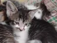 Gatinhos
