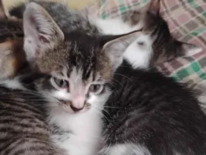 Gato raça SRD-ViraLata idade Abaixo de 2 meses nome Gatinhos