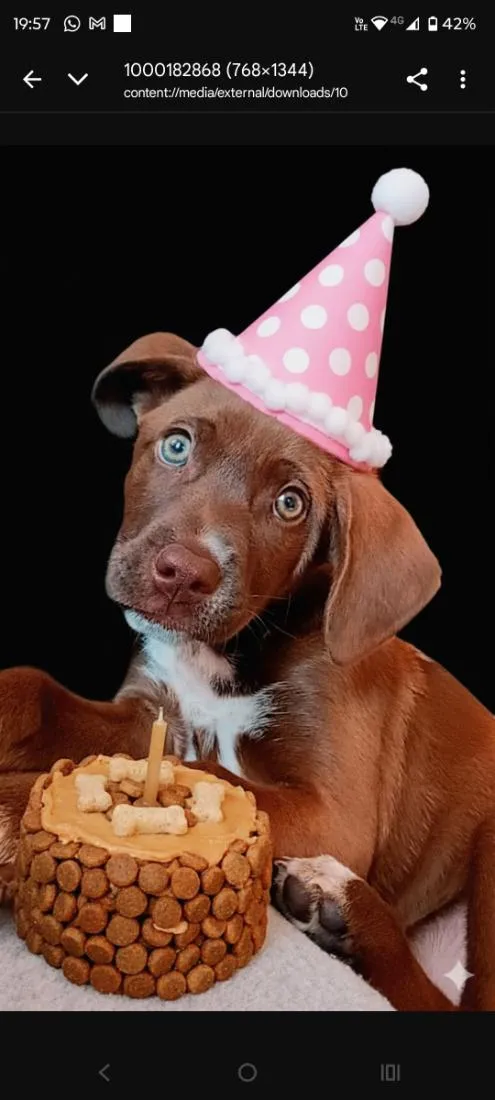 Cachorro raça SRD-ViraLata idade 1 ano nome Chocolate 