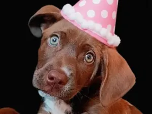 Cachorro raça SRD-ViraLata idade 1 ano nome Chocolate 