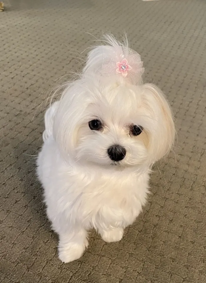 Cachorro raça Maltês idade 2 a 6 meses nome Caqui