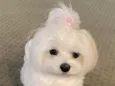 Caqui