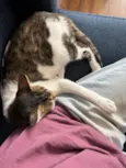 Choco e Vanilla