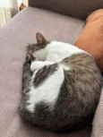 Choco e Vanilla