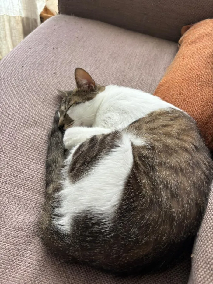 Gato raça SRD-ViraLata idade 3 anos nome Choco e Vanilla