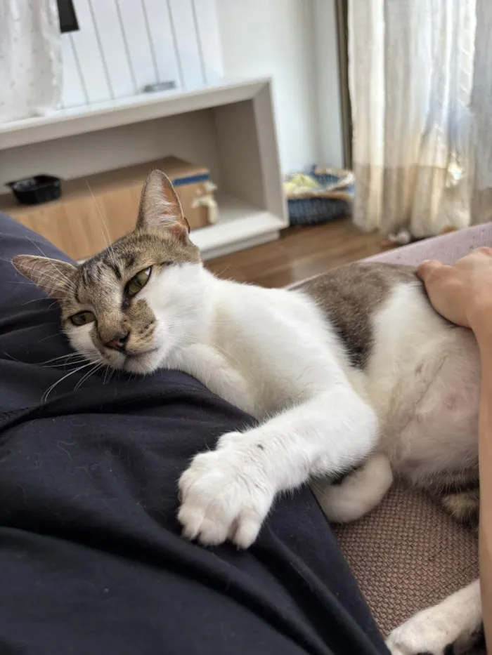 Gato raça SRD-ViraLata idade 3 anos nome Choco e Vanilla
