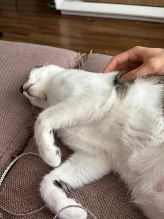 Gato raça SRD-ViraLata idade 3 anos nome Choco e Vanilla