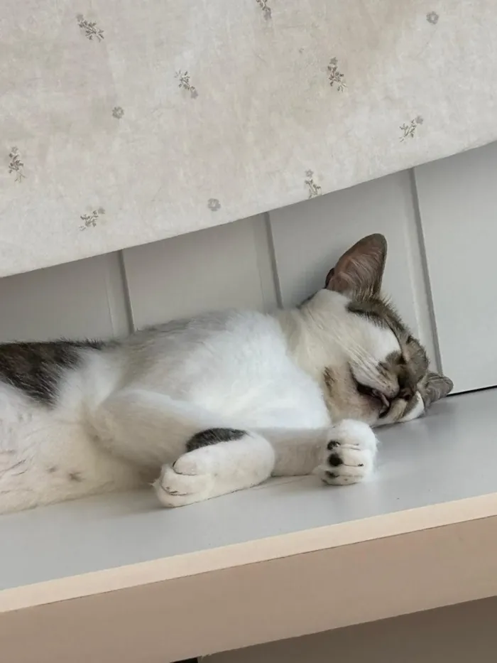 Gato raça SRD-ViraLata idade 3 anos nome Choco e Vanilla