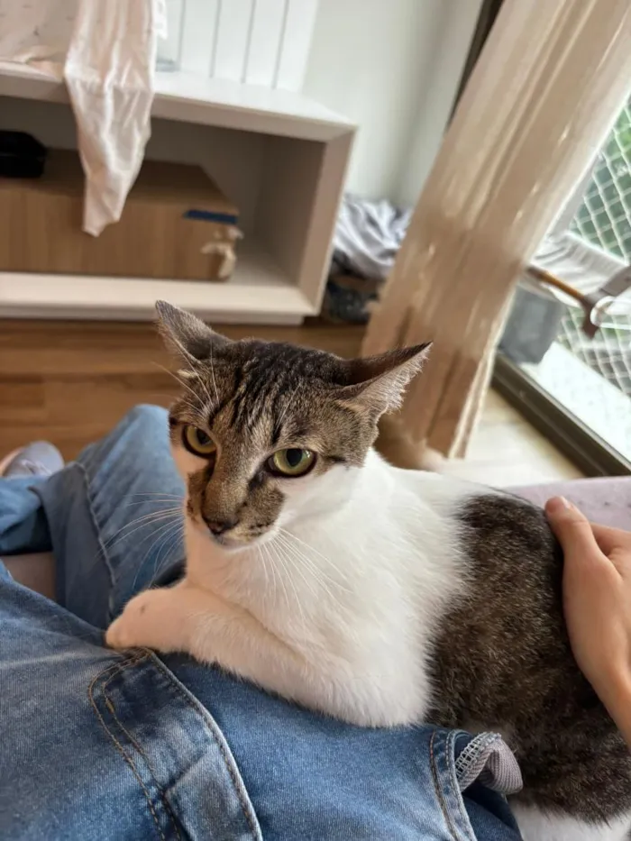 Gato raça SRD-ViraLata idade 3 anos nome Choco e Vanilla