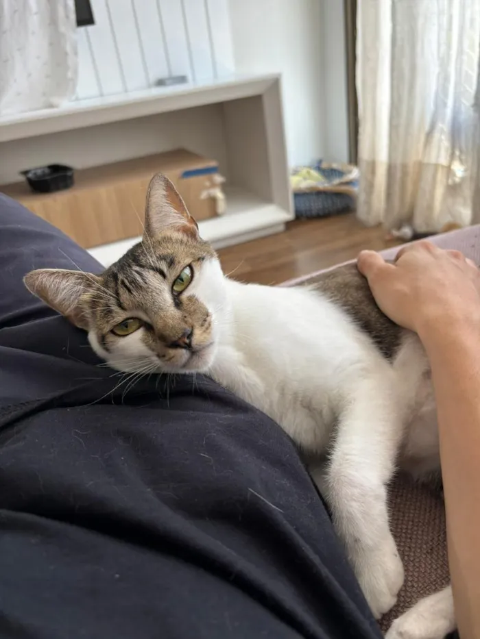 Gato raça SRD-ViraLata idade 3 anos nome Choco e Vanilla