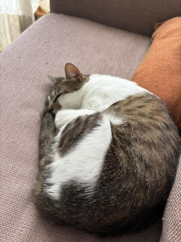 Gato raça SRD-ViraLata idade 3 anos nome Choco e Vanilla