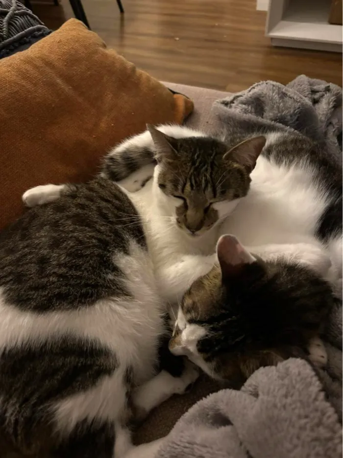 Gato raça SRD-ViraLata idade 3 anos nome Choco e Vanilla