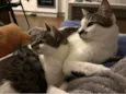 Choco e Vanilla