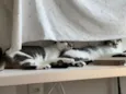 Choco e Vanilla