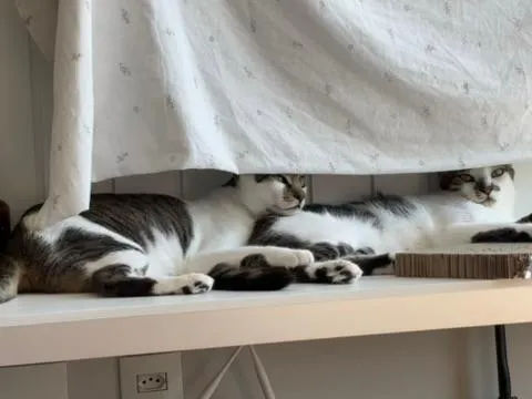 Gato raça SRD-ViraLata idade 3 anos nome Choco e Vanilla