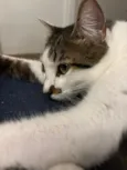 Choco e Vanilla