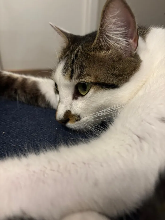 Gato raça SRD-ViraLata idade 3 anos nome Choco e Vanilla
