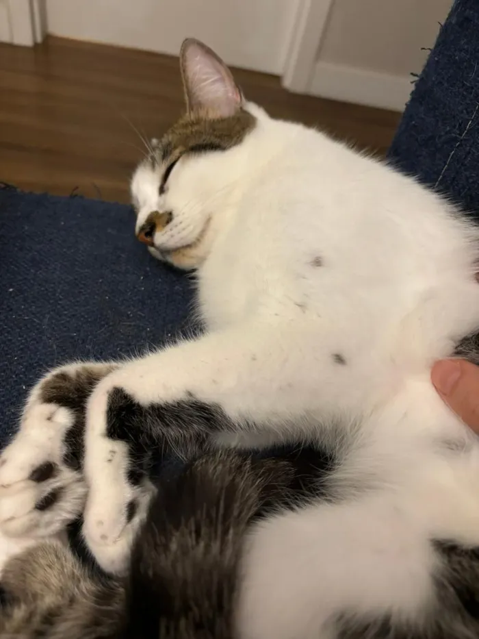 Gato raça SRD-ViraLata idade 3 anos nome Choco e Vanilla