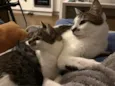 Choco e Vanilla