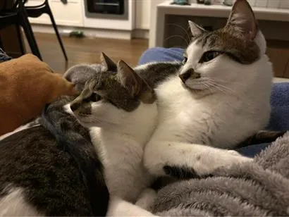 Gato raça SRD-ViraLata idade 3 anos nome Choco e Vanilla