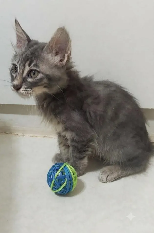 Gato raça SRD-ViraLata idade 2 a 6 meses nome PIETRA