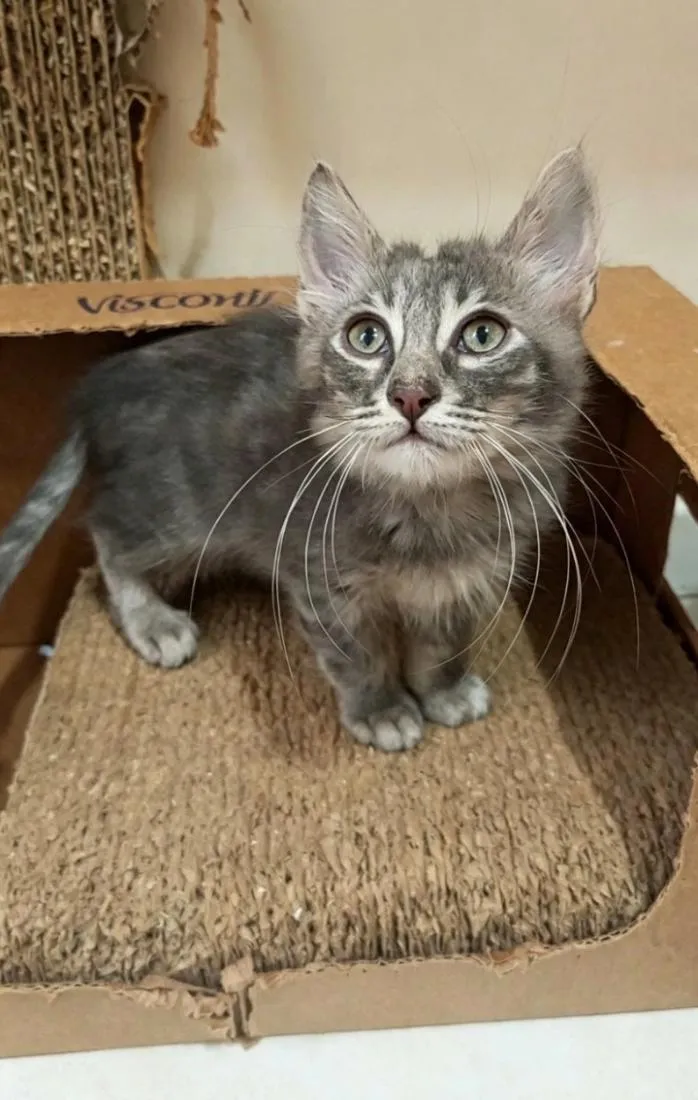 Gato raça SRD-ViraLata idade 2 a 6 meses nome PIETRA