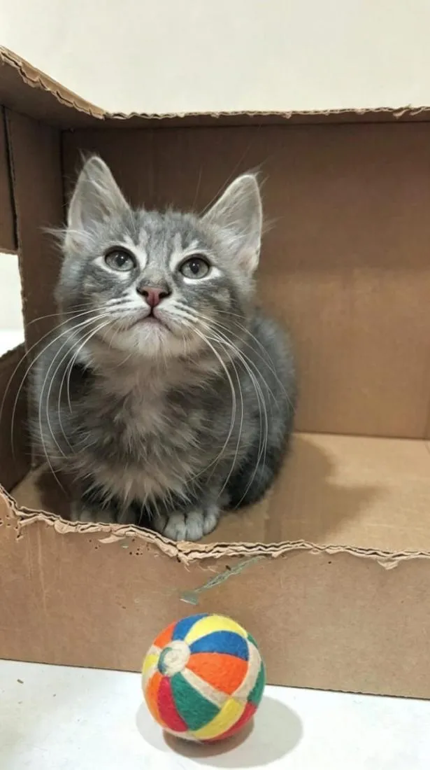 Gato raça SRD-ViraLata idade 2 a 6 meses nome PIETRA